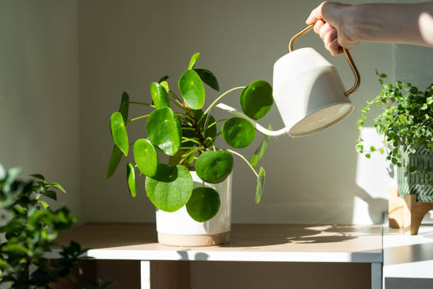 暮らしを彩る、植物の取り入れ方